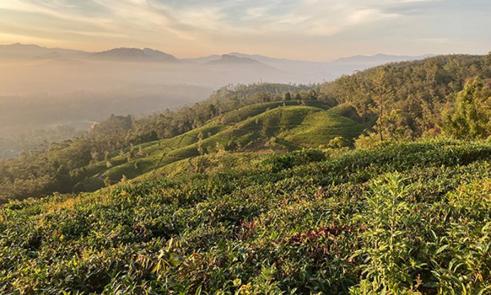 A view of the tea plantations from the research centre