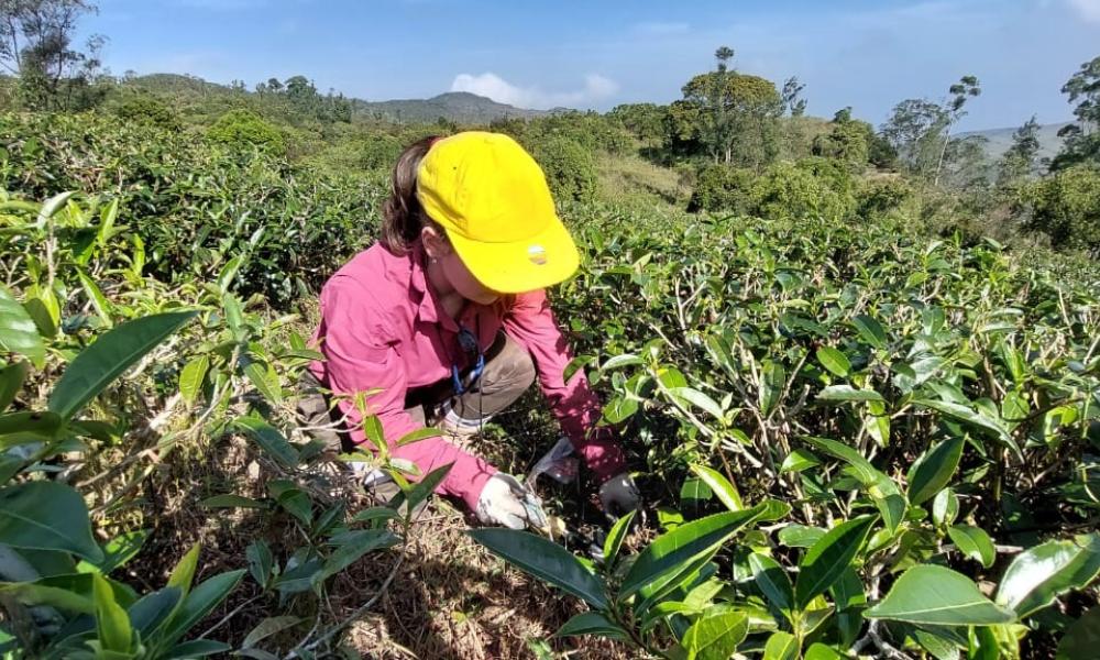 sampling soils from tea plantations