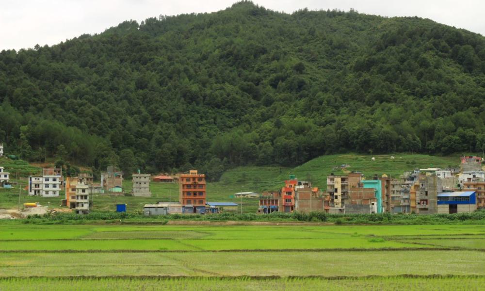 pradhan-rice-field-nepal