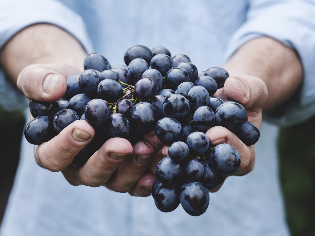 Grapes in hand