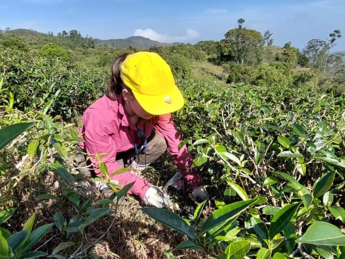 sampling soils from tea plantations